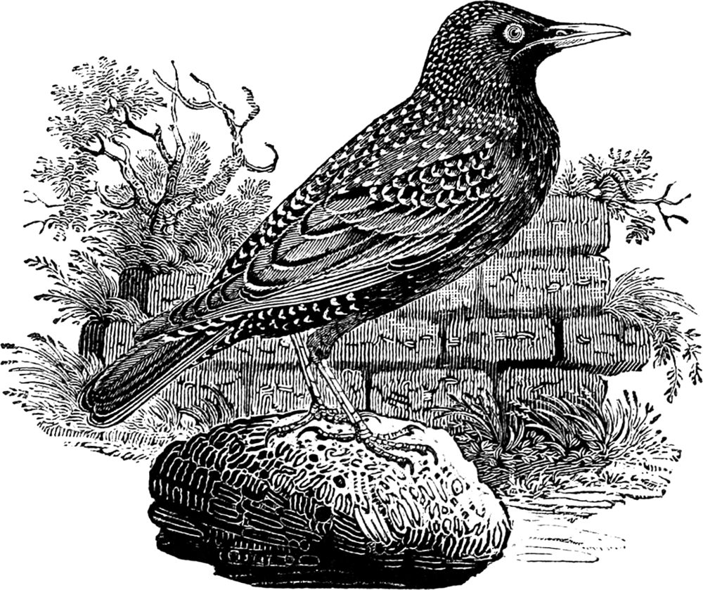 Starling, wood engraving